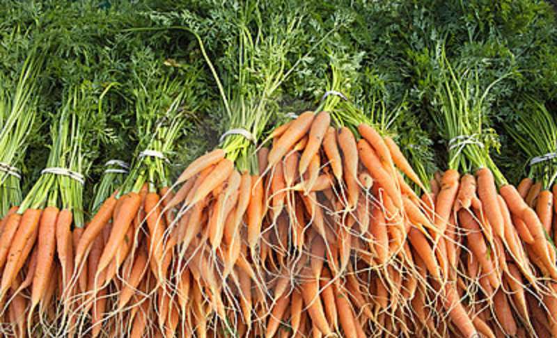 zanahorias-frescas-con-los-tallos-y-las-races-verdes-11941864